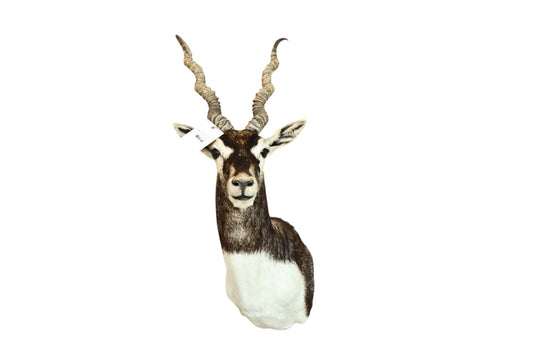 Black Buck Antelope Mount