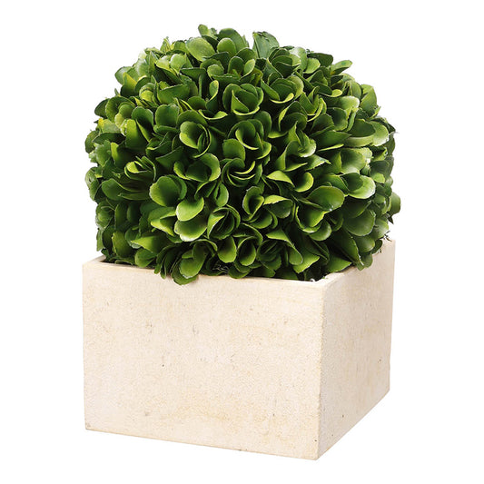 Boxwood in Square Planter
