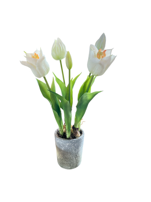 15.5" Tulip in Planter
