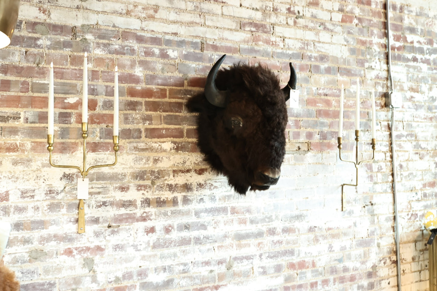 Buffalo Head Mount