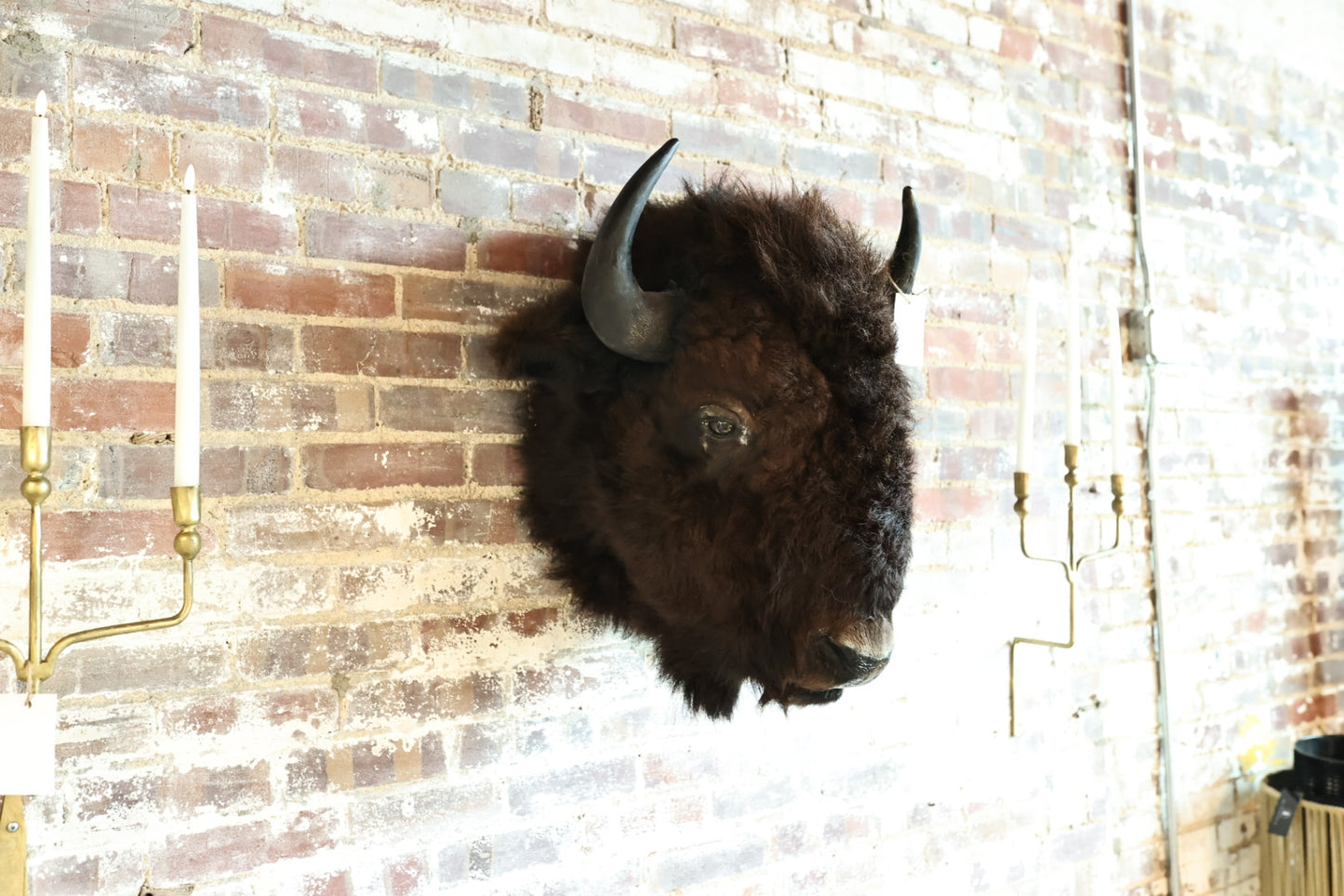 Buffalo Head Mount