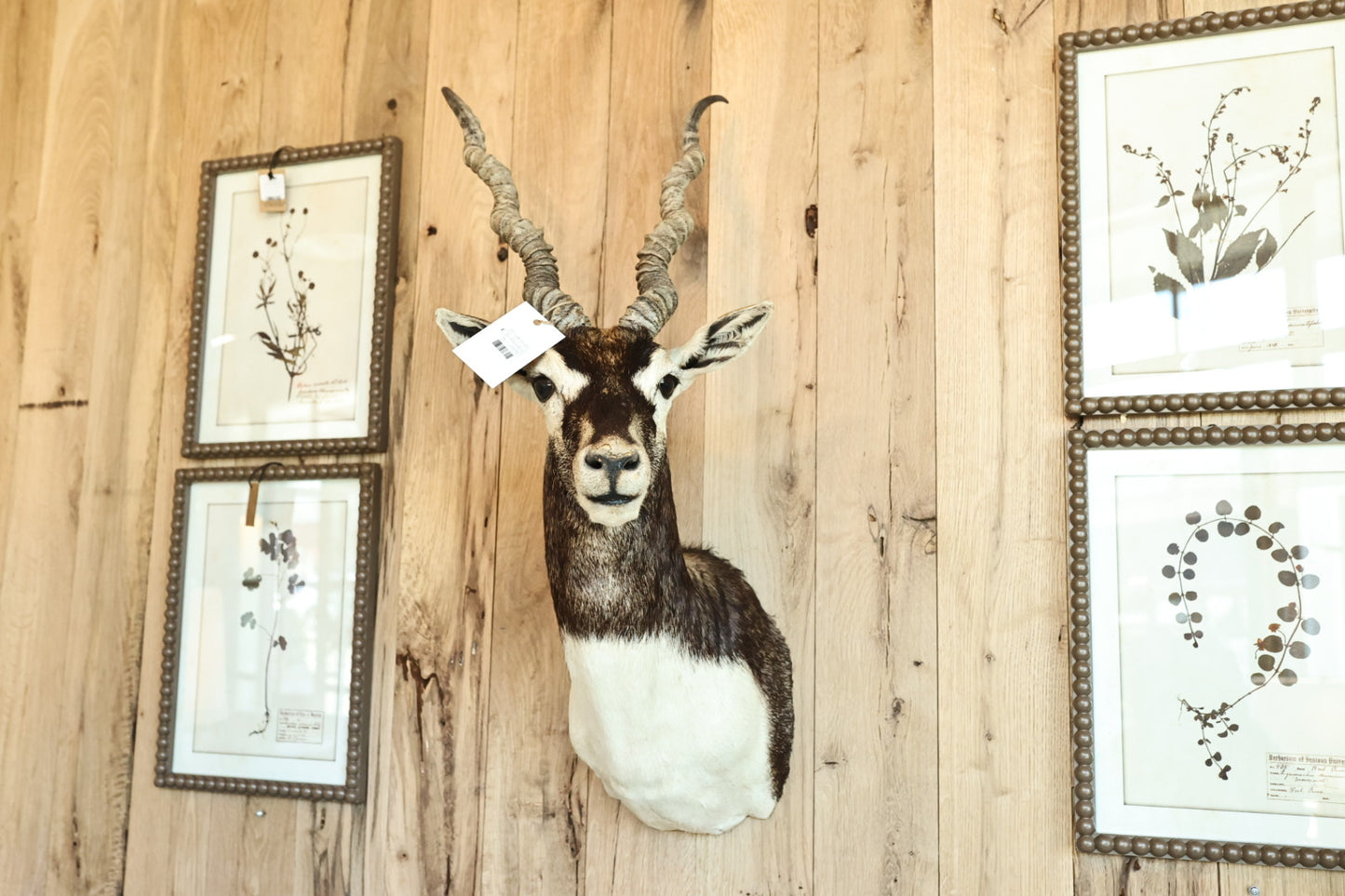 Black Buck Antelope Mount