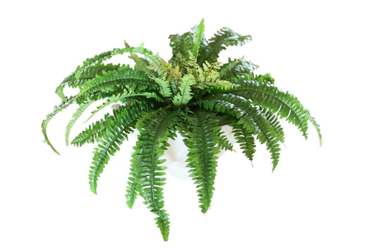 26” UV Boston Fern Bush X39 GR