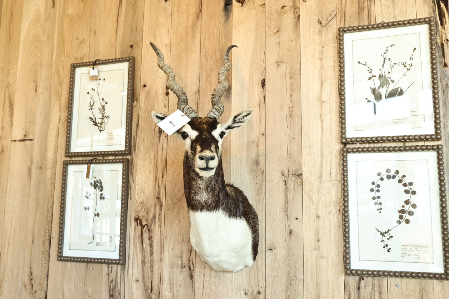 Black Buck Antelope Mount