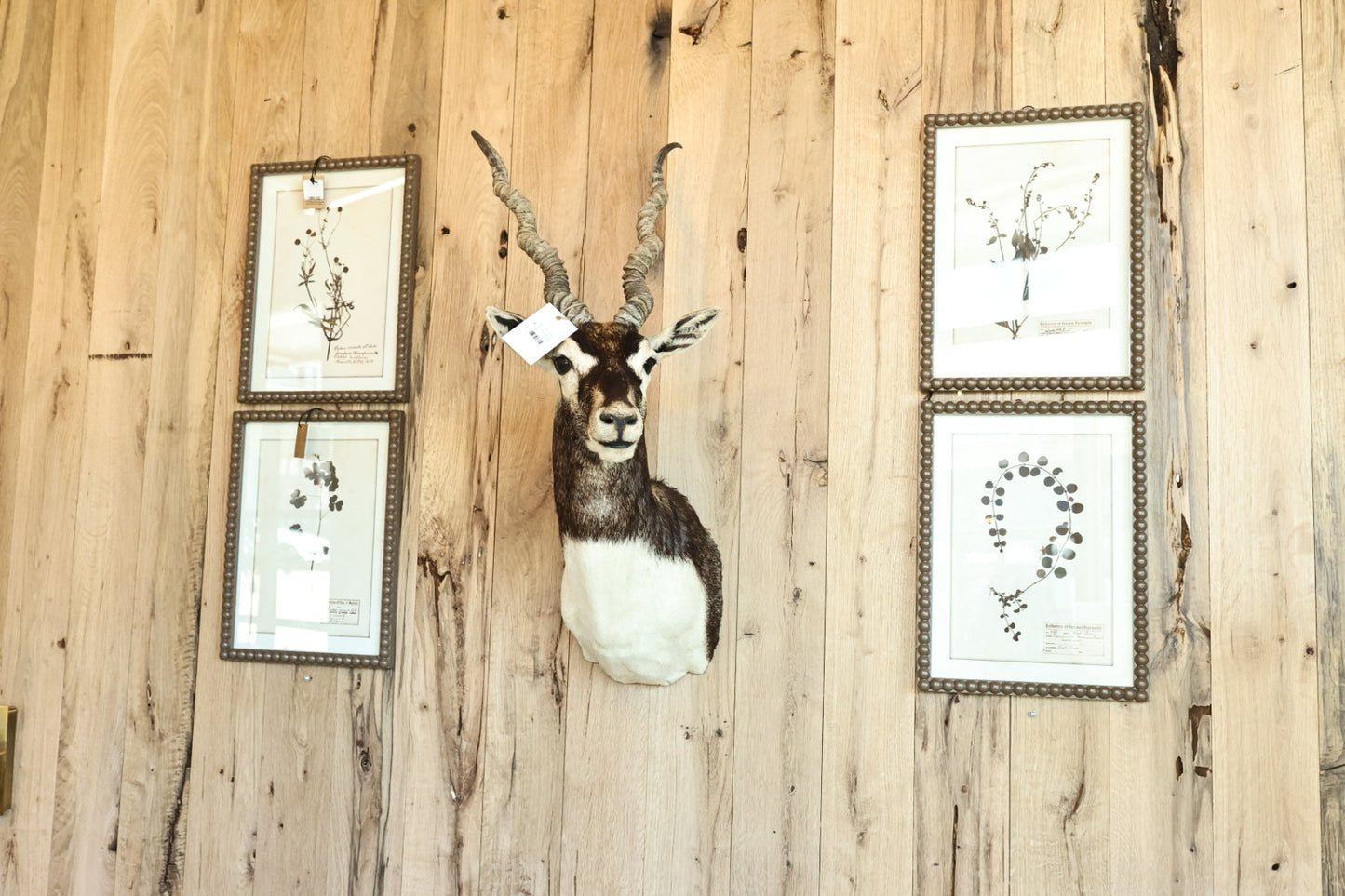 Black Buck Antelope Mount