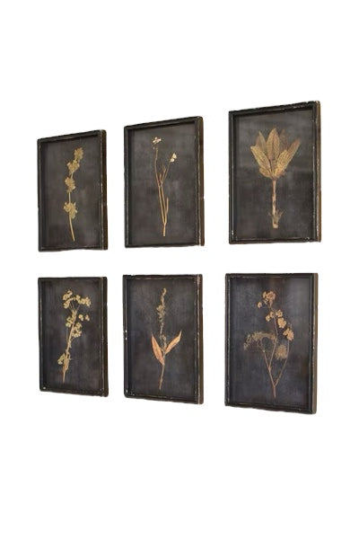 Botanical Prints Under Glass