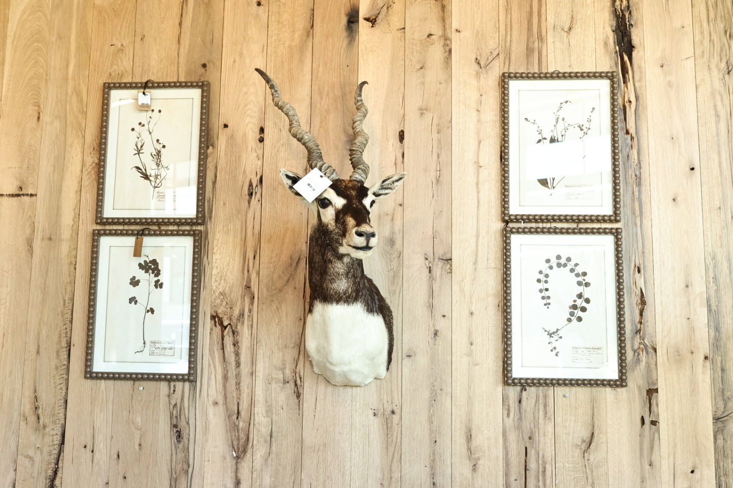 Black Buck Antelope Mount