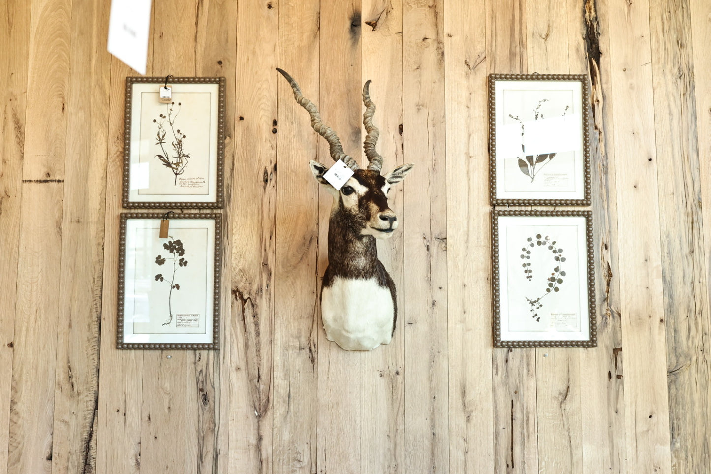 Black Buck Antelope Mount
