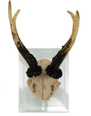 Antler Double Glass Wall Mount