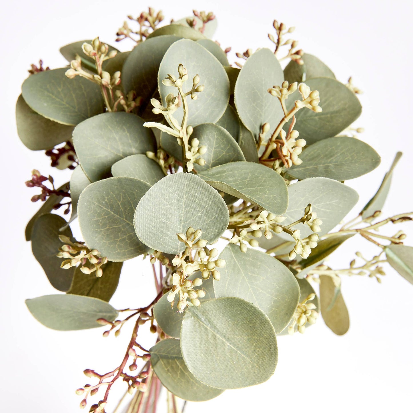 Silver Dollar Eucalyptus Cuttings, Bundle Of 12