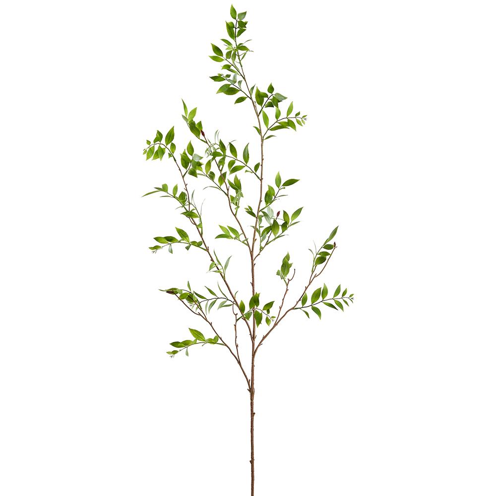 55" Boardleaf Podocarpus Leaf Branch Green