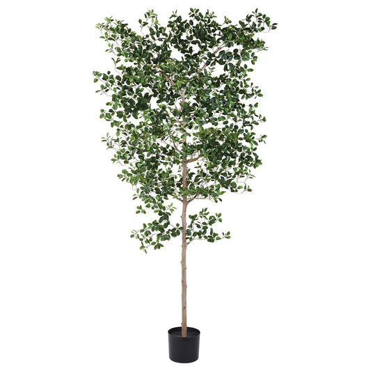 8'FICUS MOCLAME TREE W/ST(P)KD