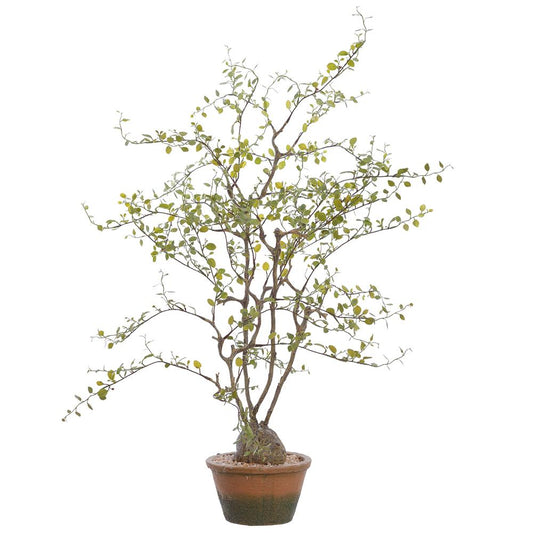28"MUEHLENBECKIA WIRE PLANT(P)