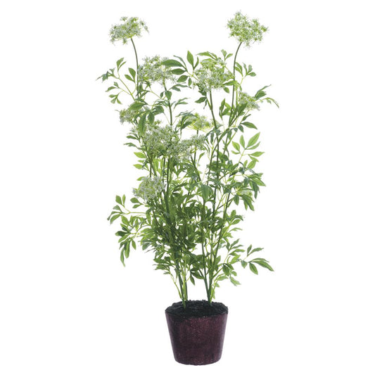 40.5"QUEEN A.LACE PLANT W/SOIL