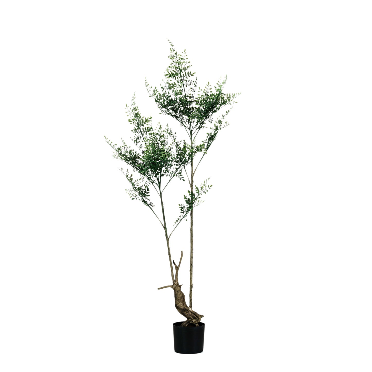 Faux Rue in Plastic Pot