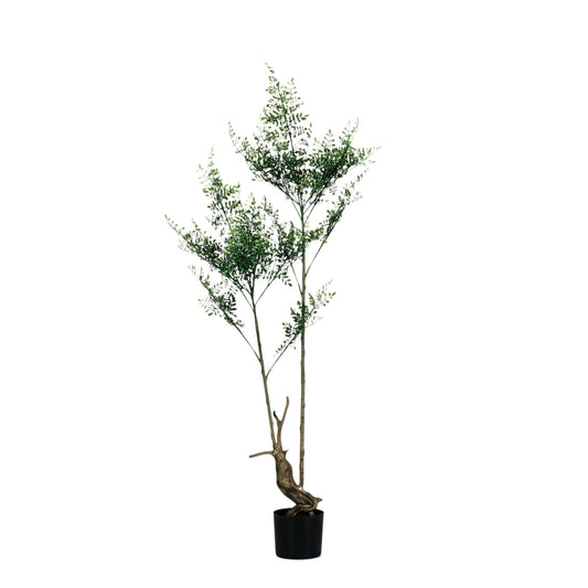 Faux Rue in Plastic Pot