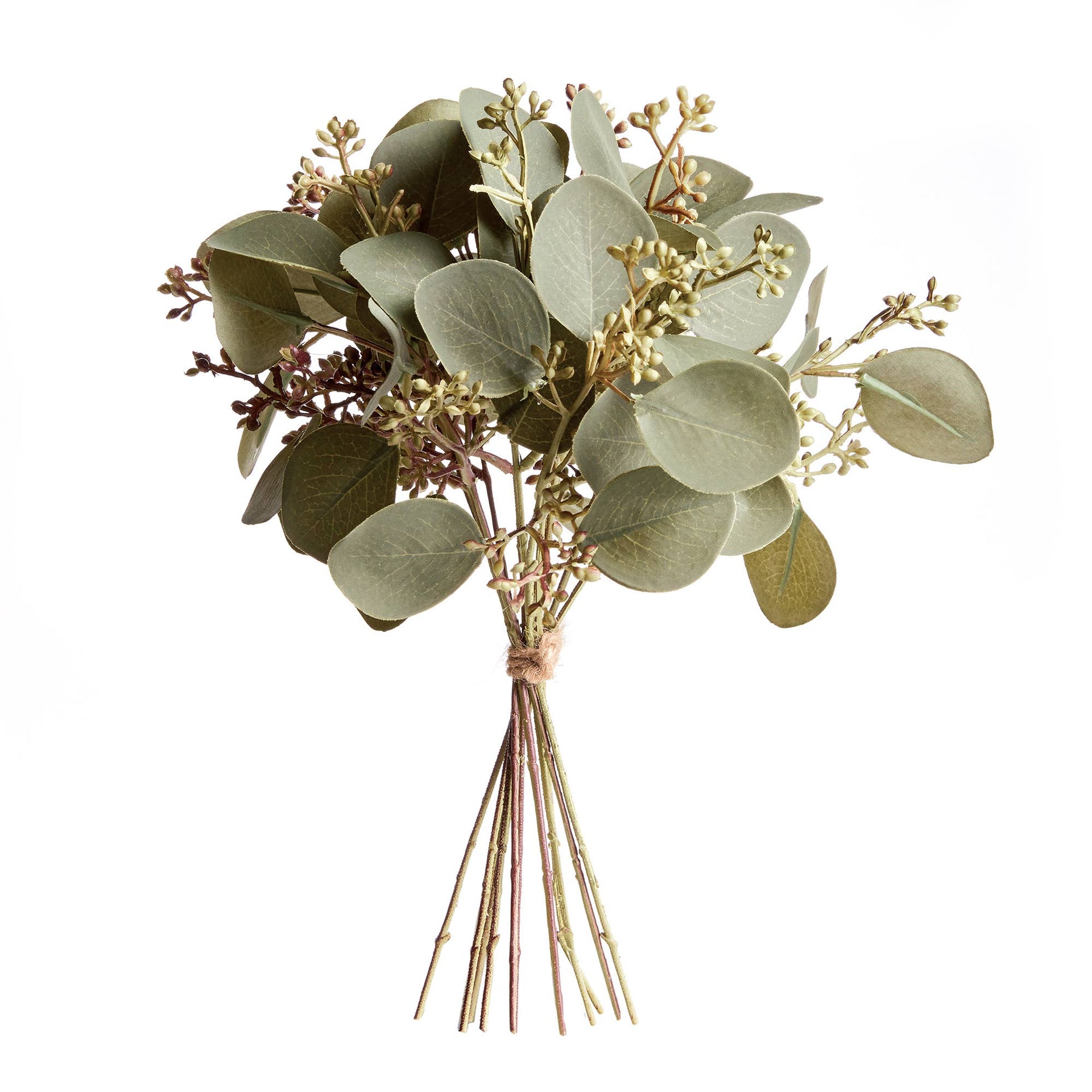 Silver Dollar Eucalyptus Cuttings, Bundle Of 12