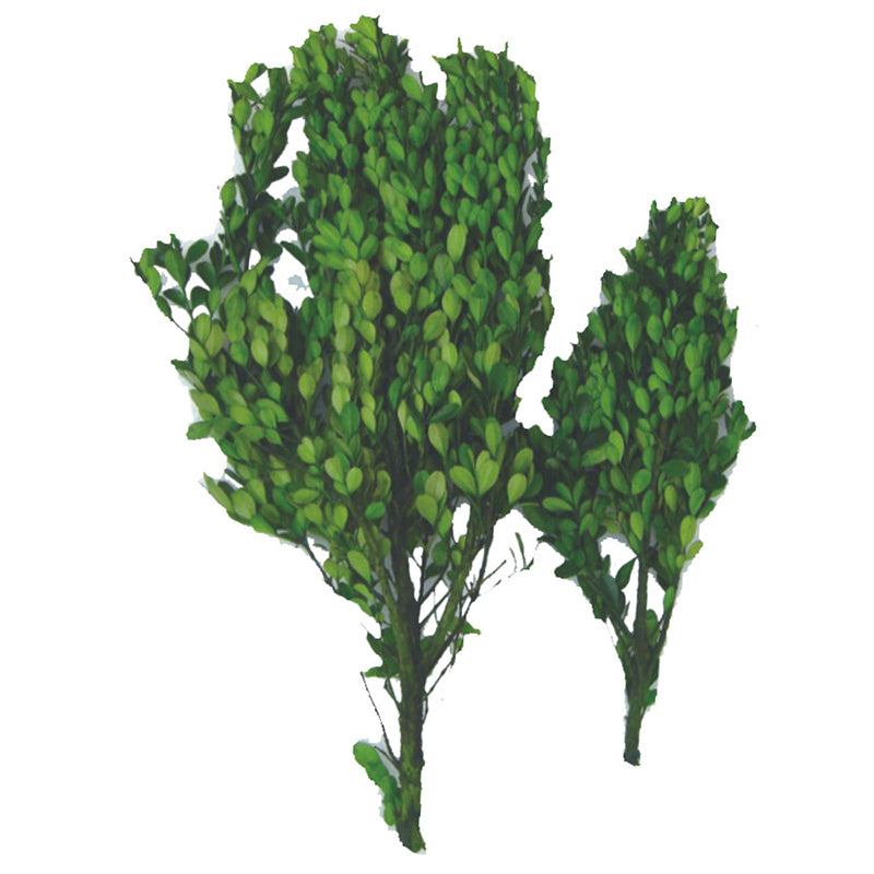 16" Boxwood