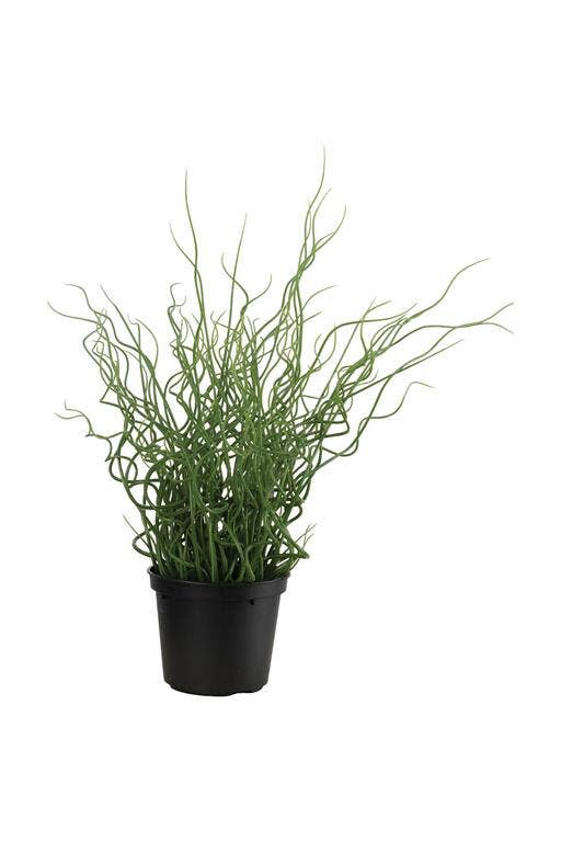 Corkscrew Rush in Pot 15.75" Green