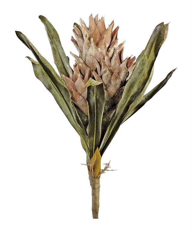 Dried Protea Bundle, 19", Taupe