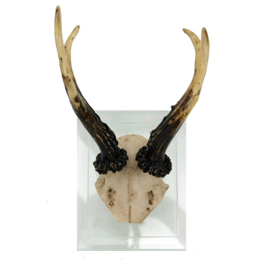 Antler Double Glass Wall Mount