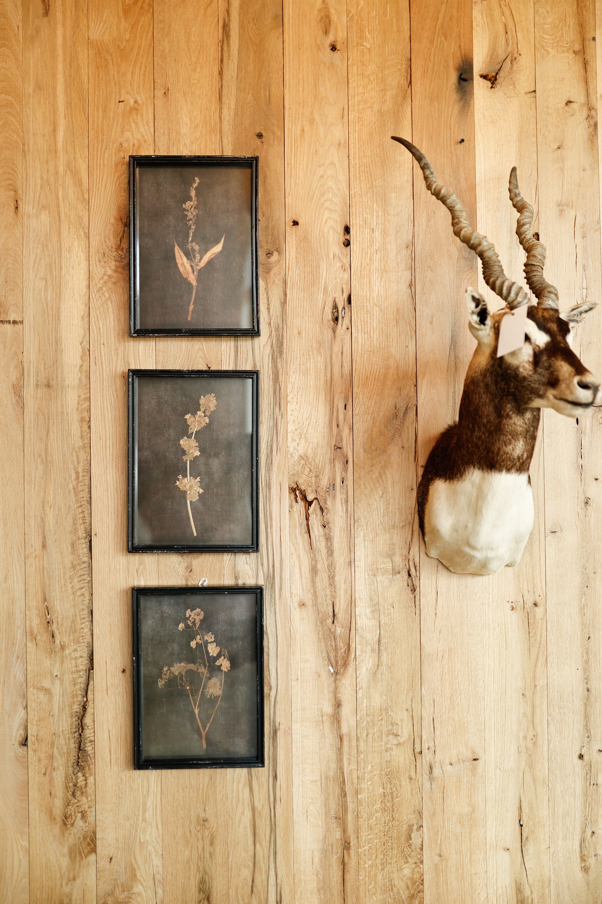 Botanical Print Under Glass (2 styles available)