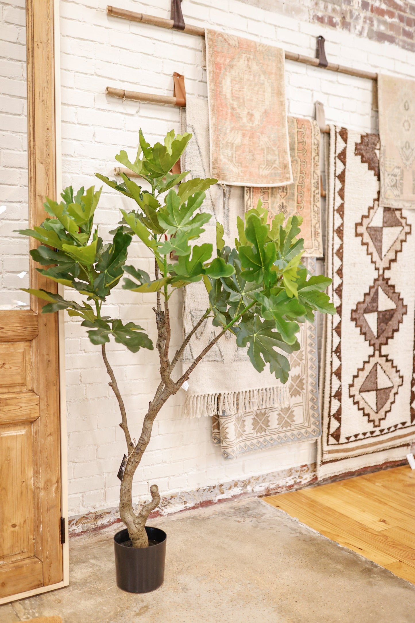 5'FIG TREE IN PLASTIC POT GR