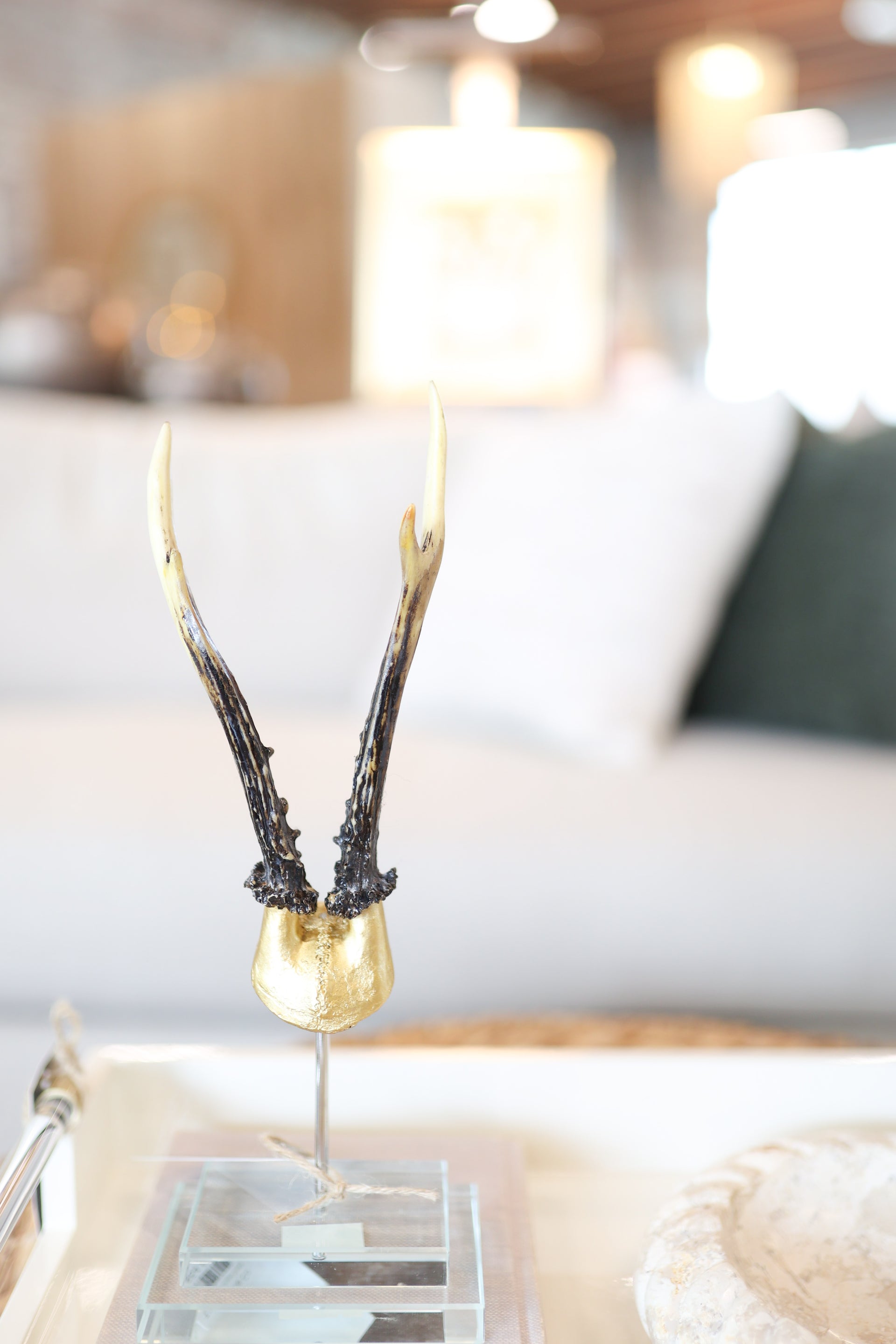Gold Antler on Glass Base
