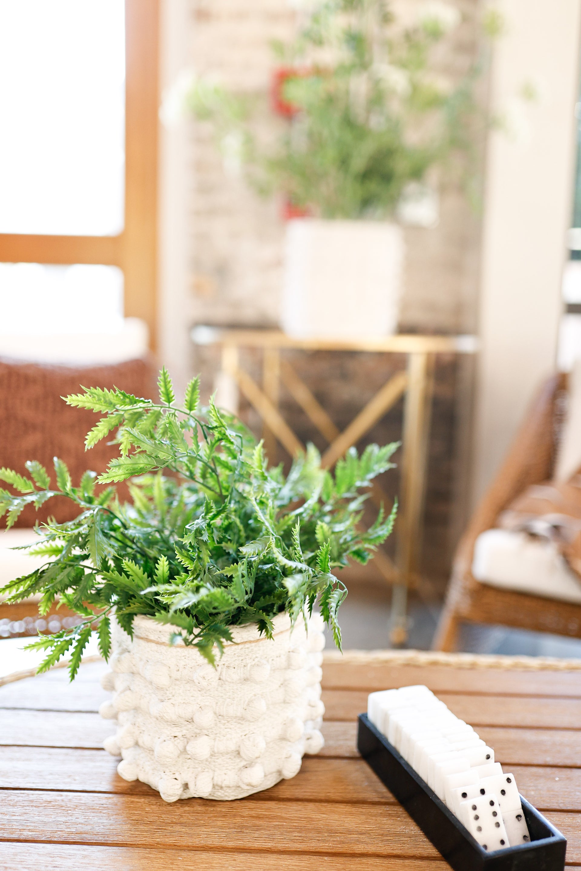 16.5" LEATHER LEAF FERN IN POT