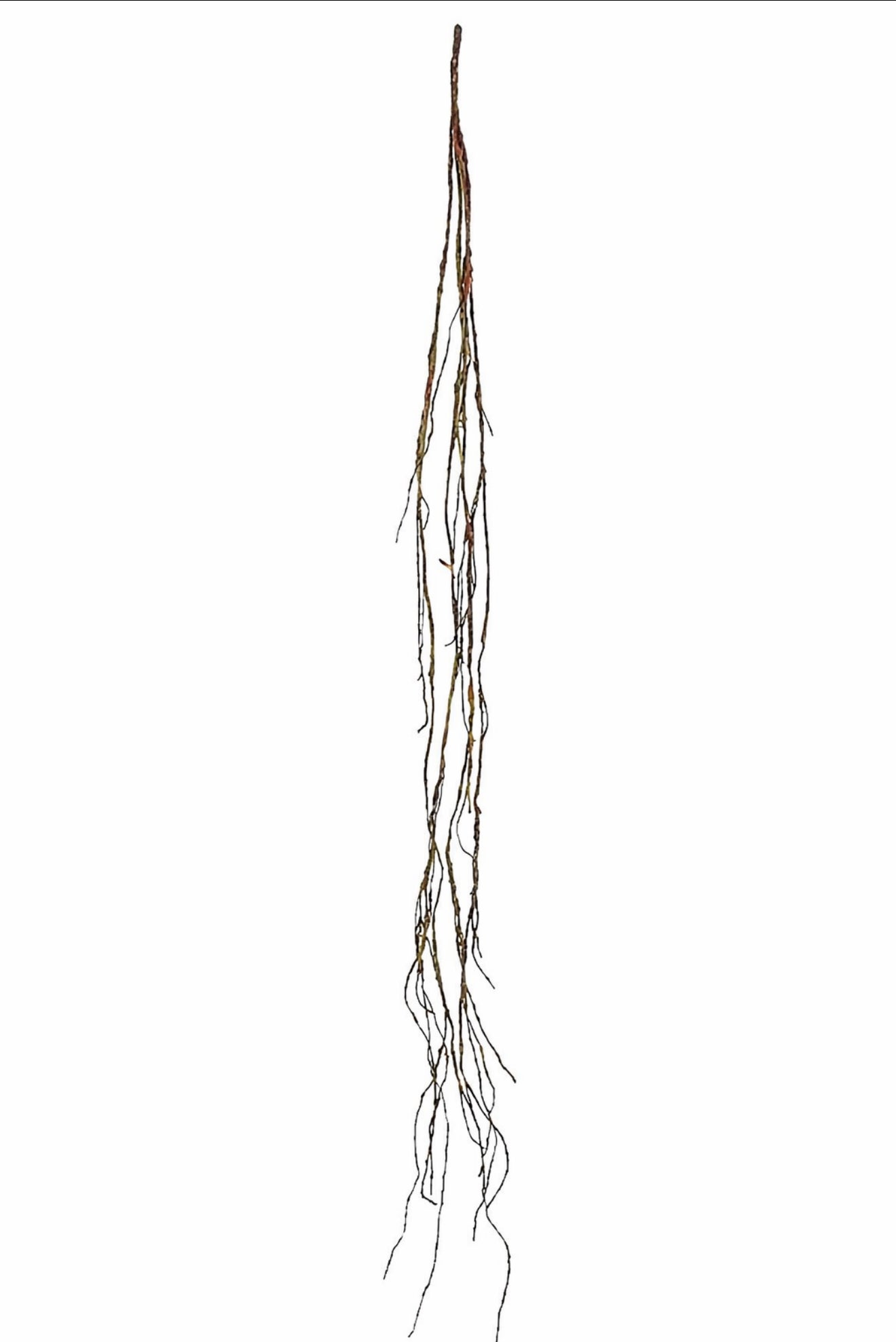 Hanging Twig Vine W/moss, 63"