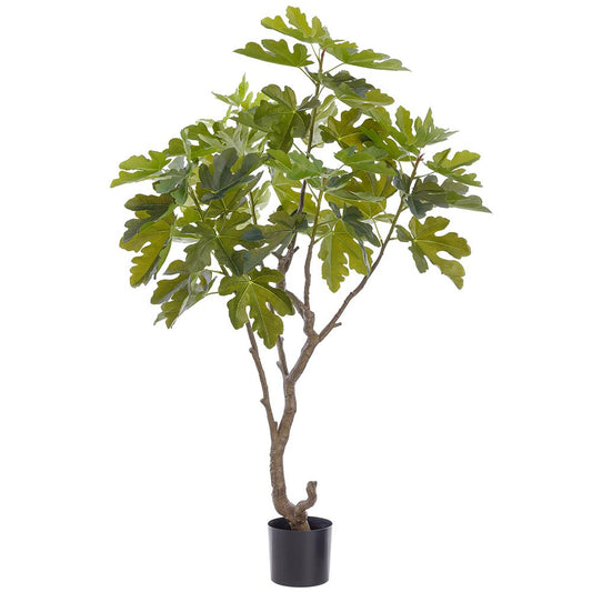 5'FIG TREE IN PLASTIC POT GR