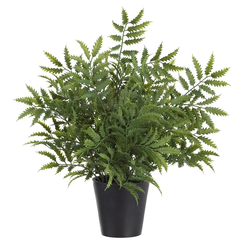 16.5" LEATHER LEAF FERN IN POT