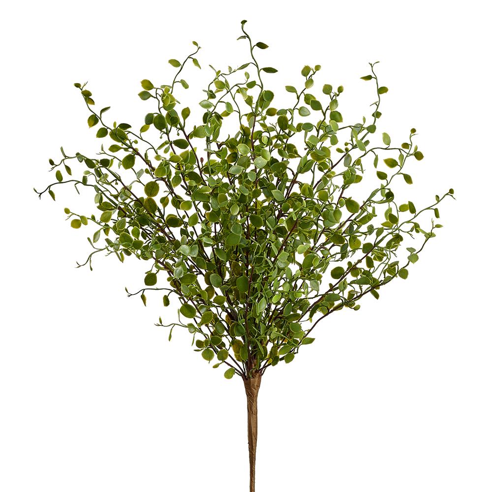 10" Muehlenbeckia Wire Bush