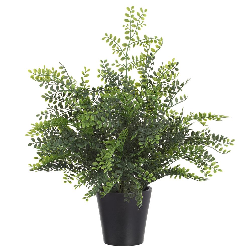 16.5" MAIDENHAIR FERN IN POT