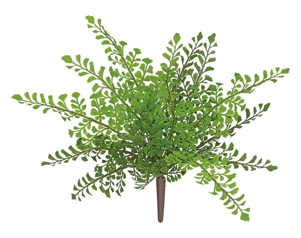 Maidenhair Fern Bush, 13", Green