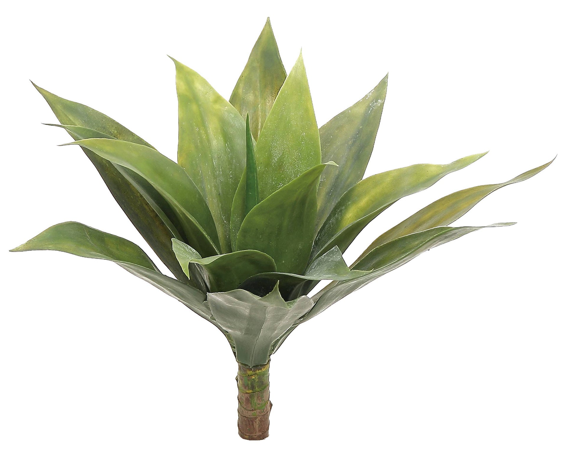 AGAVE PLANT 16" WIDE, 13"H, GREEN