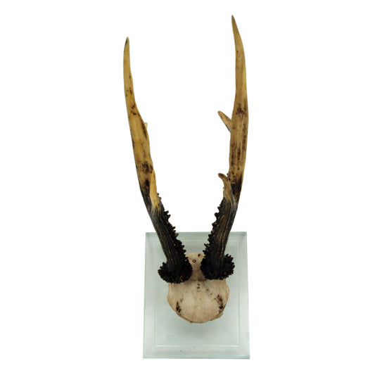 Antler Double Glass Wall Mount