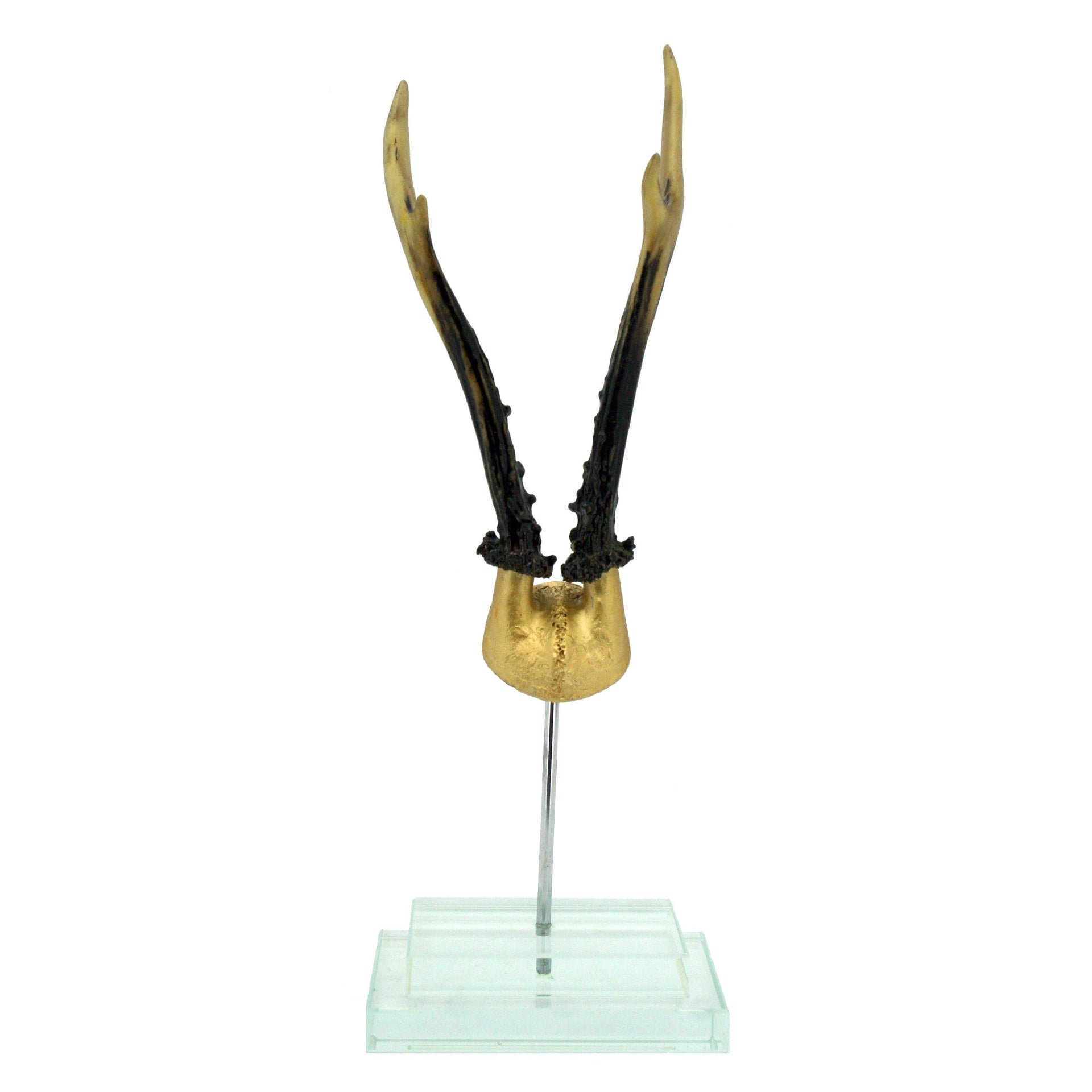 Gold Antler on Glass Base